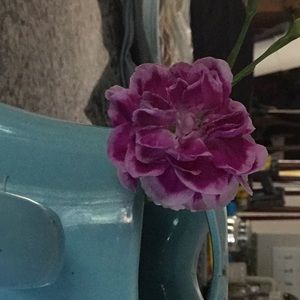 Meet your Posher, Karina